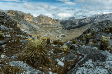 Colombian Andes, Cocuy National Park - Paramo ecosystem