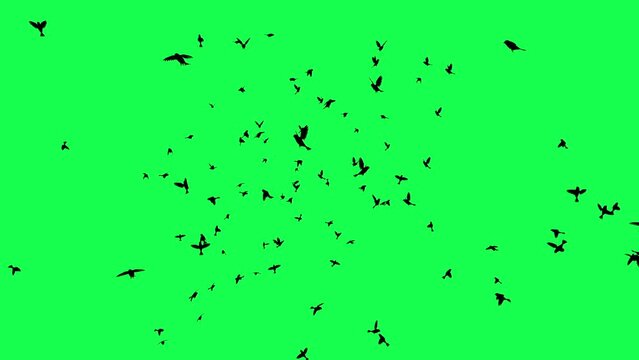 animation - Flock of Birds Flying on Green Screen.