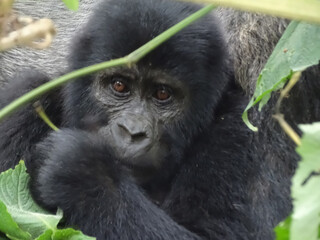 Gorilla beringei beringei