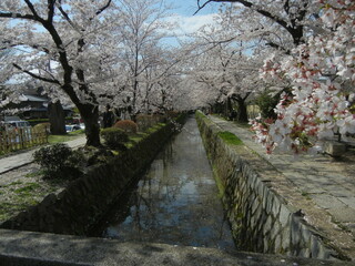Japanese Sakura cherry blossoms : Tetsugakuno-michi Promenade between Ginkaku-ji Temple and...