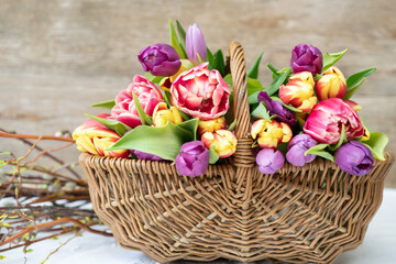 Frühlingsmotiv, ein Korb mit bunten Tulpen. 