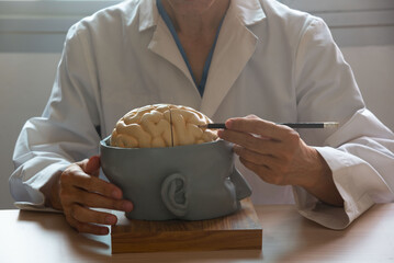 Neurosurgeon demonstrating human brain model anatomy
