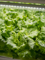 野菜工場　レタスの栽培
