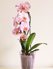 beautiful pink orchid flower