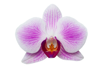 purple phalaenopsis orchid flower isolated on white with clipping path, no shadows