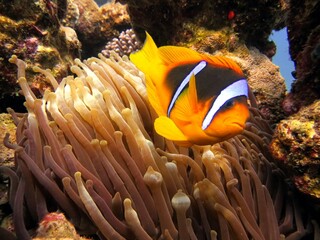 clownfish