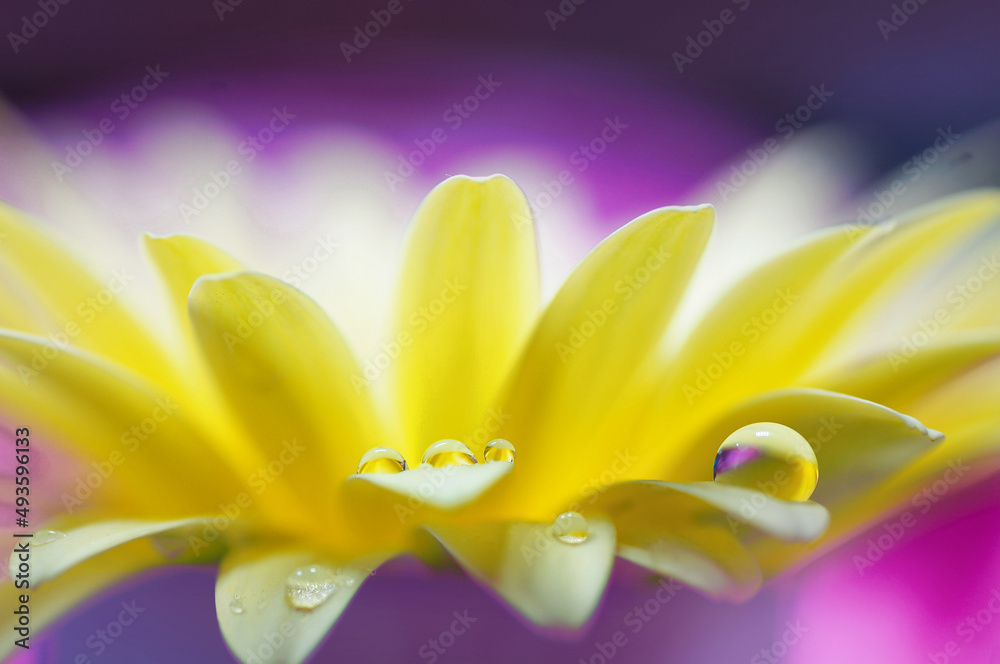 Poster water drops on the petals of a yellow gerbera flower close-up in nature on purple violet background 