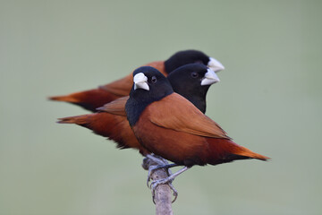flock of brown birds rejoin on wooden branch with happy and fresh look, chestnut or black-headed munia