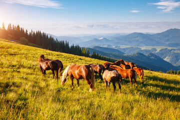 Prachtig zomers uitzicht op weiland met Arabisch paard op een zonnige dag. Karpatische berg, Oekraïne.
