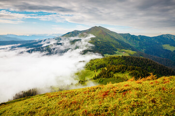 Splendid mountain valley is covered with fog on a sunny day with green alpine meadows. Carpathian mountains, Ukraine.