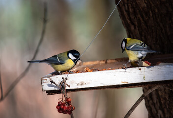 two tits are sitting in the feeder