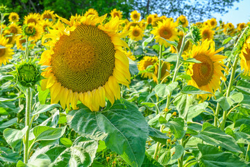 Beautiful sunflower in sunflowers field on summer with blue sky at Europe.