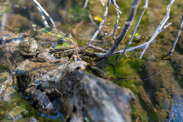 Large speckled frog close-up in the wild. Animal in good quality.