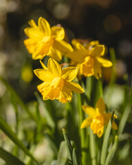 Afternoon sunlight falling on dwarf daffodils.