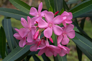 Closeup view of bright pink cluster of flowers of nerium oleander shrub isolated outdoors in garden...