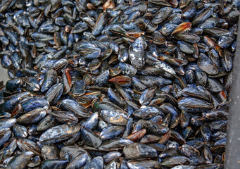 Etal de moules à la vente