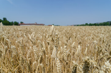 field with ears of wheat, on blue sky background. Cereals and wheat with the crisis and wars increase prices. consequently also bread and basic food such as: bread, pasta and pizza.