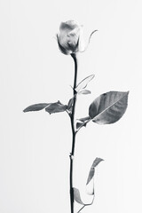 Fresh single rose, black and white