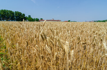 field with ears of wheat, on blue sky background. Cereals and wheat with the crisis and wars increase prices. consequently also bread and basic food such as: bread, pasta and pizza.