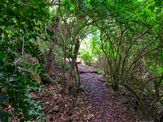 Vegetación subtropical en el sendero de Los Tilos de Moya, en la isla de Gran Canaria, España. Vegetación exhuberante que crece en el lado norte de la isla. Espacio protegido, Reserva Natural Especial