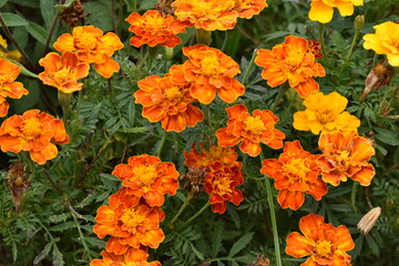 orange and yellow tulips