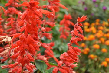 red and yellow flowers