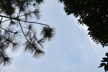 pine branches against sky