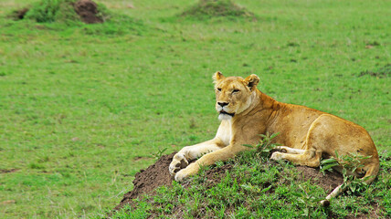 Fototapeta na wymiar The lioness lies and rests on a hill on the green fresh grass in the Masai Mara National Park in the Kenyan savannah