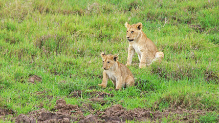 The lion cubs are resting after an active game on the grass in the Masai Mara National Park in Kenya. Two cubs are lying in the savannah. Kittens on the green grass.