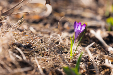 spring crocus flowers