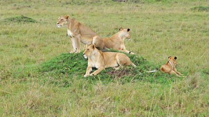 Fototapeta na wymiar Pride of lions resting on the green grass. A group of lionesses lie in the Masai Mara National Park in Kenya and are waiting for prey.
