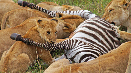 Lionesses hunted zebras. A family of lions eats a hunted zebra. Lionesses have killed a zebra in...