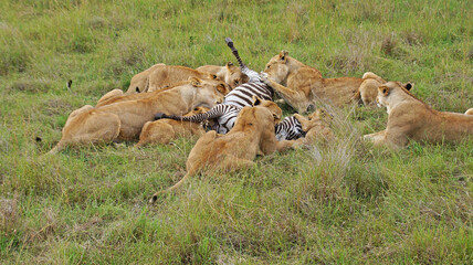 Lionesses hunted zebras. A family of lions eats a hunted zebra. Lionesses have killed a zebra in the Masai Mara National Park and are eating with their kittens. Hunting in the wild.