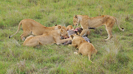 Fototapeta na wymiar Lionesses hunted zebras. A family of lions eats a hunted zebra. Lionesses have killed a zebra in the Masai Mara National Park and are eating with their kittens. Hunting in the wild.