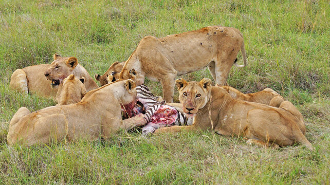 Lionesses hunted zebras. A family of lions eats a hunted zebra. Lionesses have killed a zebra in the Masai Mara National Park and are eating with their kittens. Hunting in the wild.
