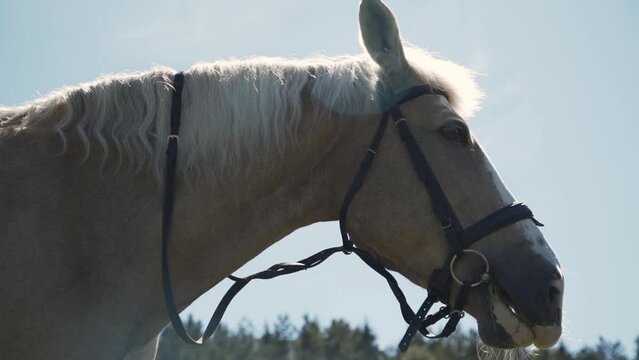 Brown horse with white mane in snaffle headband chews grass in meadow on sunny day, close-up. Sports harness horse is resting in nature on sunny summer day.
