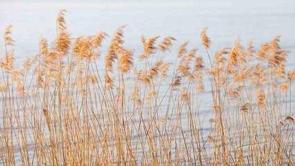 Golden reeds on a lake. Natural background. Neutral colors. Selective focus. - obrazy, fototapety, plakaty