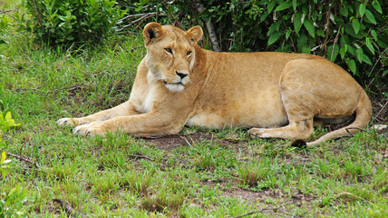 Fototapeta na wymiar The lioness lies and rests on a hill on the green fresh grass in the Masai Mara National Park in the Kenyan savannah