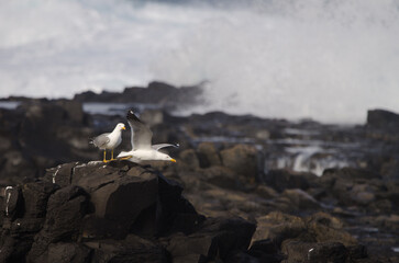 Yellow-legged gulls Larus michahellis atlantis. El Confital. La Isleta. Las Palmas de Gran Canaria. Gran Canaria. Canary Islands. Spain.