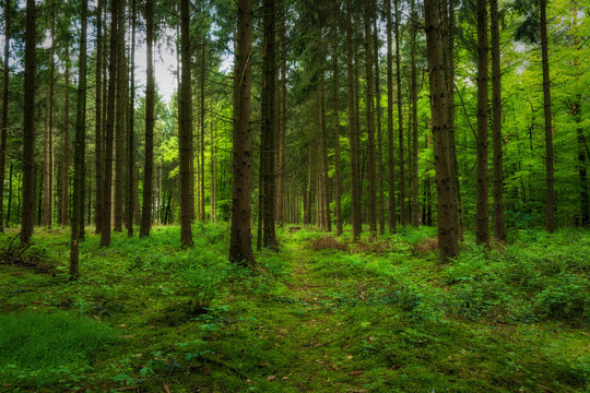 Waldbilder