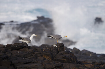 Yellow-legged gulls Larus michahellis atlantis. El Confital. La Isleta. Las Palmas de Gran Canaria. Gran Canaria. Canary Islands. Spain.