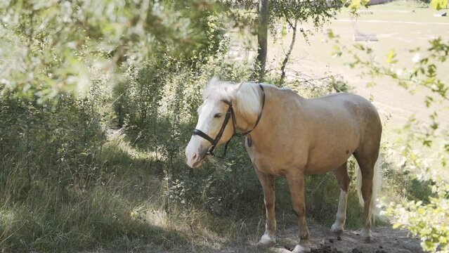 Red haired, equipped, hungry horse with snaffle headband stands among green trees and bushes, chews grass and shakes off parasitic insects on sunny day. Rest and nutrition of farm animal in nature.