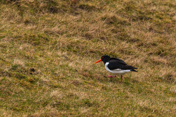 Oyster catcher on the meadow , Leynar, Faroe Islands.