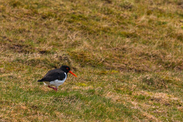 Oyster catcher on the meadow , Leynar, Faroe Islands.