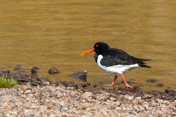 Oyster catcher at the rocky shore of the lake , Leynar, Faroe Islands.