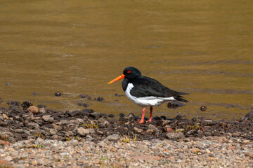 Oyster catcher at the rocky shore of the lake , Leynar, Faroe Islands.