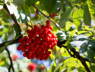 A branches of rowan with red berries. Autumn and natural background. Autumn rowan berries and leaves. Copy space.