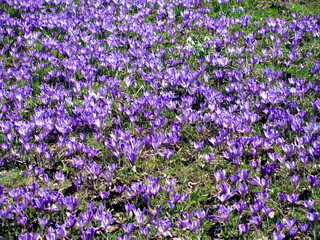 Obraz premium Crocus heuffelianus blooms