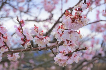 梅の花