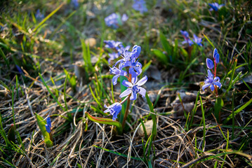 Amazing blue flowers - scilla siberica (Siberian squill or wood squill). First spring flowering in the rays of the spring sun with dry grass on the background. Sunny day.